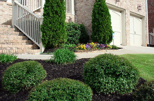 Atlanta-Landscaping-compacta-hollies-Redwood-Landscapes.jpg