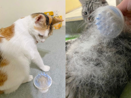 小NIA唯一願意梳毛的梳毛器-LSY林三益毛小孩紓壓按摩刷