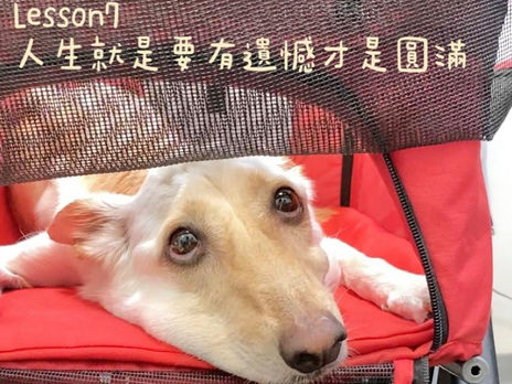 努比教會我的事 Lesson7人生就是要有遺憾才圓滿