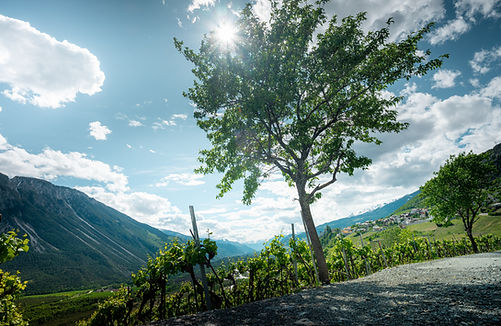 chevalierbayardweingut3.jpg