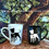 Thumbnail: Pit Bull with Bow Tie Glass or Mug