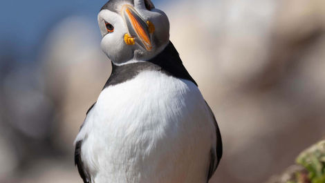 Lundefugl, Hornøya ved Vardø