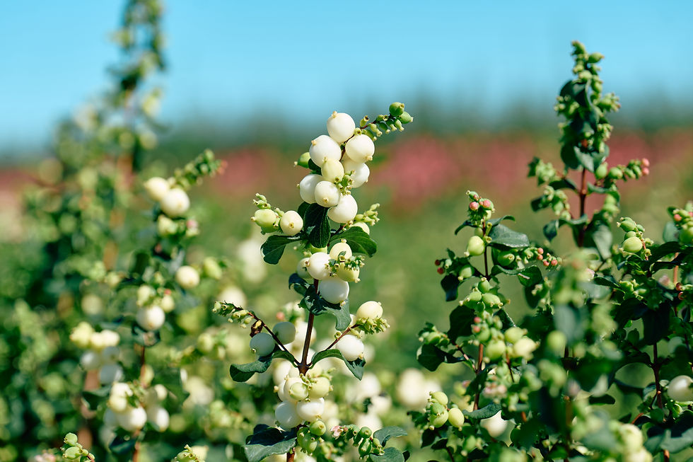 White Symphoricarpos