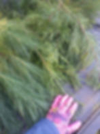 Christmas Evergreen Foliage