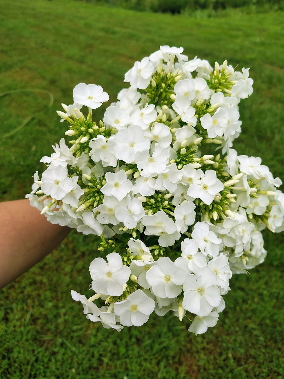 Phlox