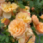 Flavorette™ Honey-Apricot Rosea-flavorette-apricot-honey-1