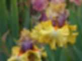 Idle Rich Tall Bearded Iris