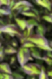Vinho Verde Weigela