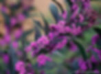 Pearl Glam Callicarpa