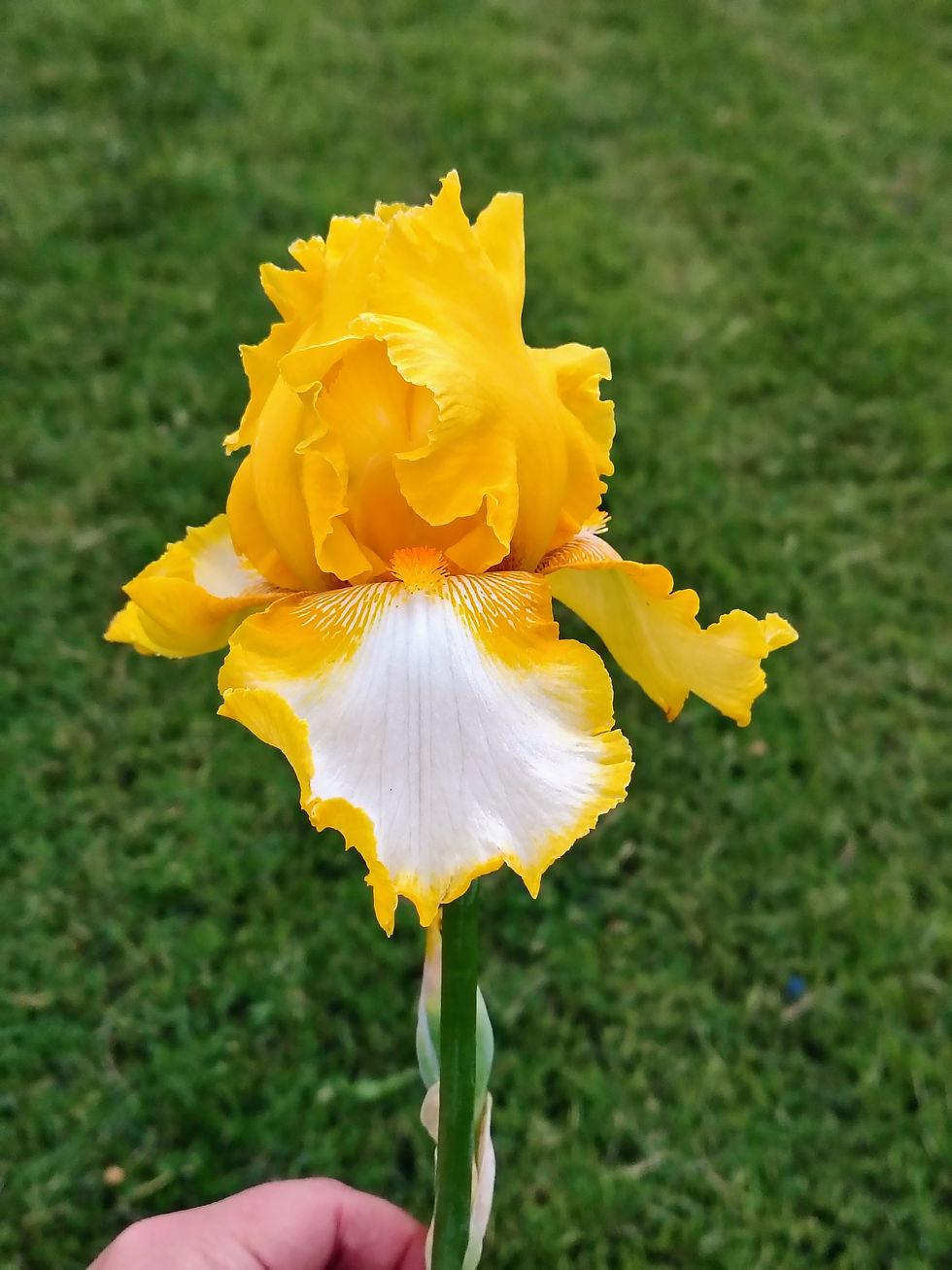 Bearded Iris