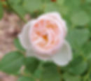 Flavorette™ Pear'd Rose