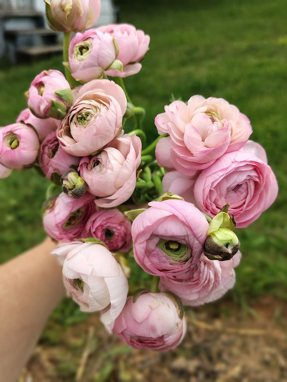 Ranunculus