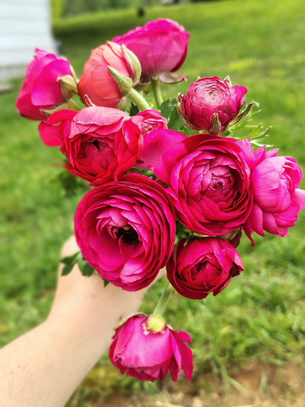 Ranunculus