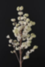 Magical Snow Queen Callicarpa