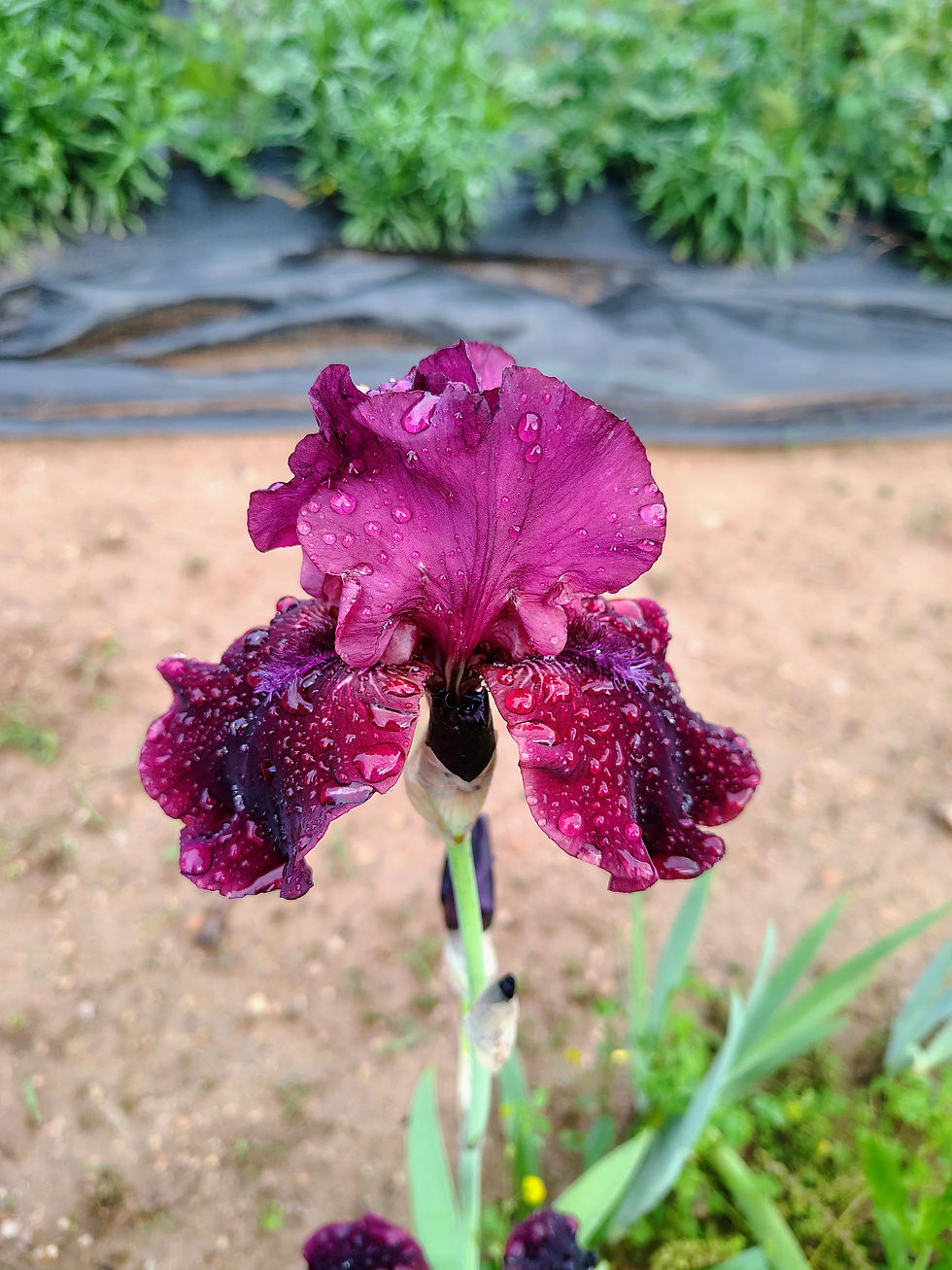 Bearded Iris