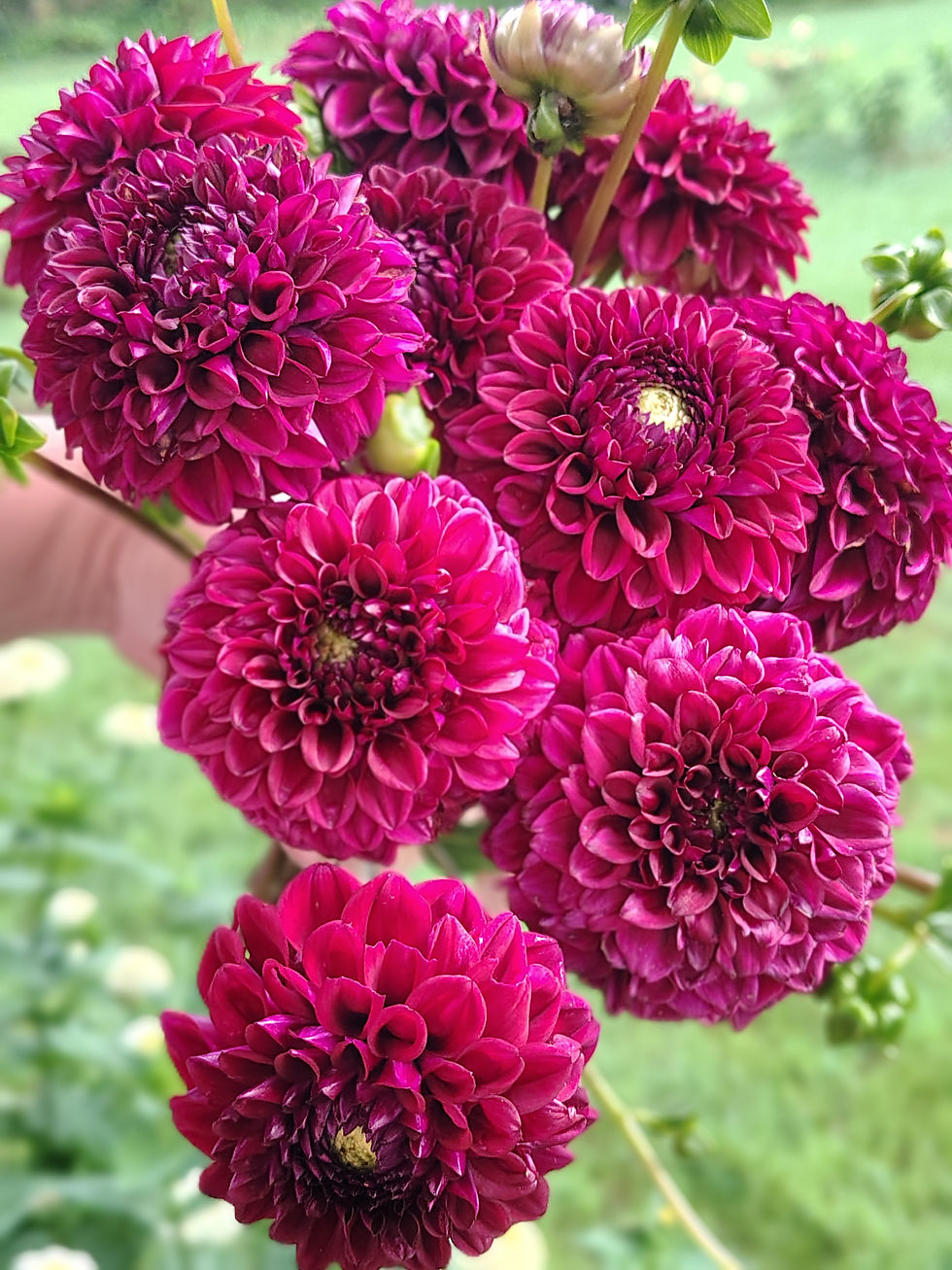Dahlia
