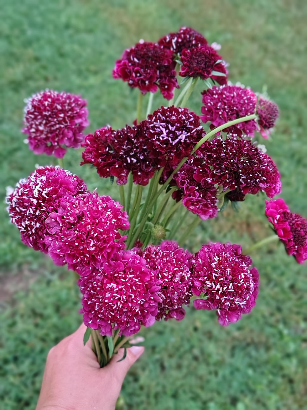 Scabiosa