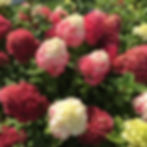 Little Lime Punch® Hydrangea