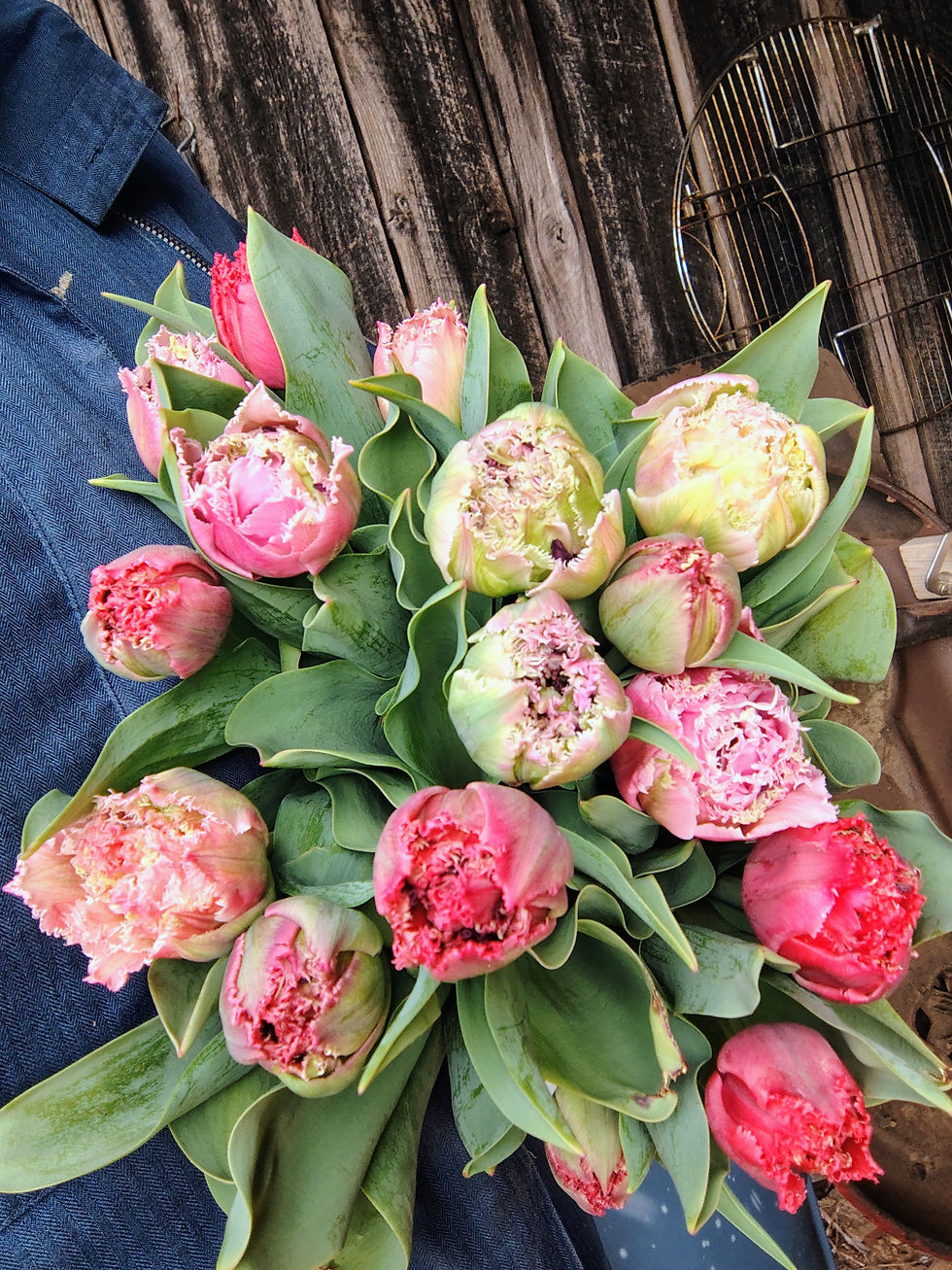 Tulips