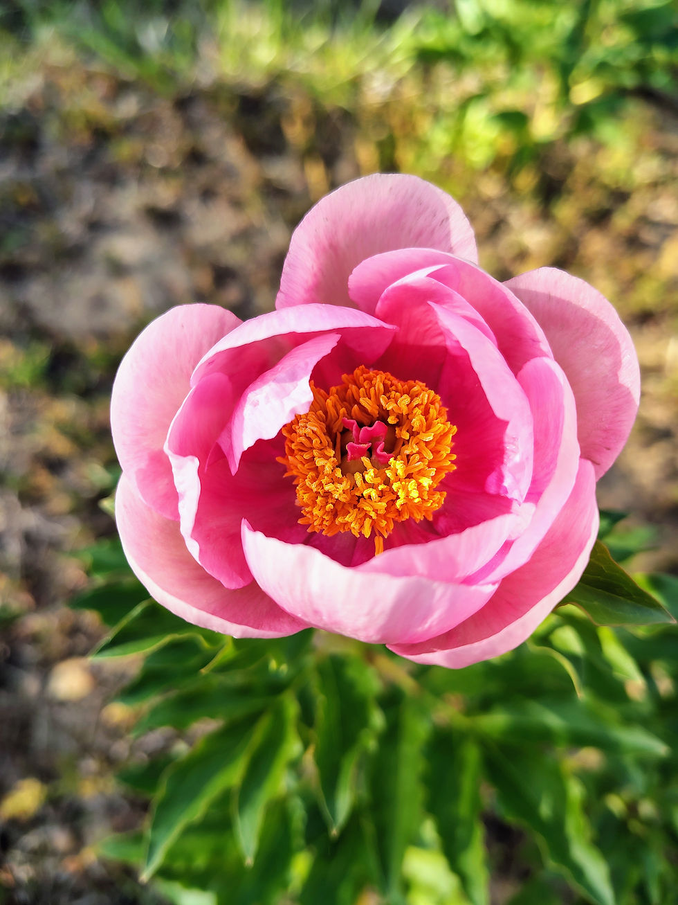 Soft Salmon Saucer Peony