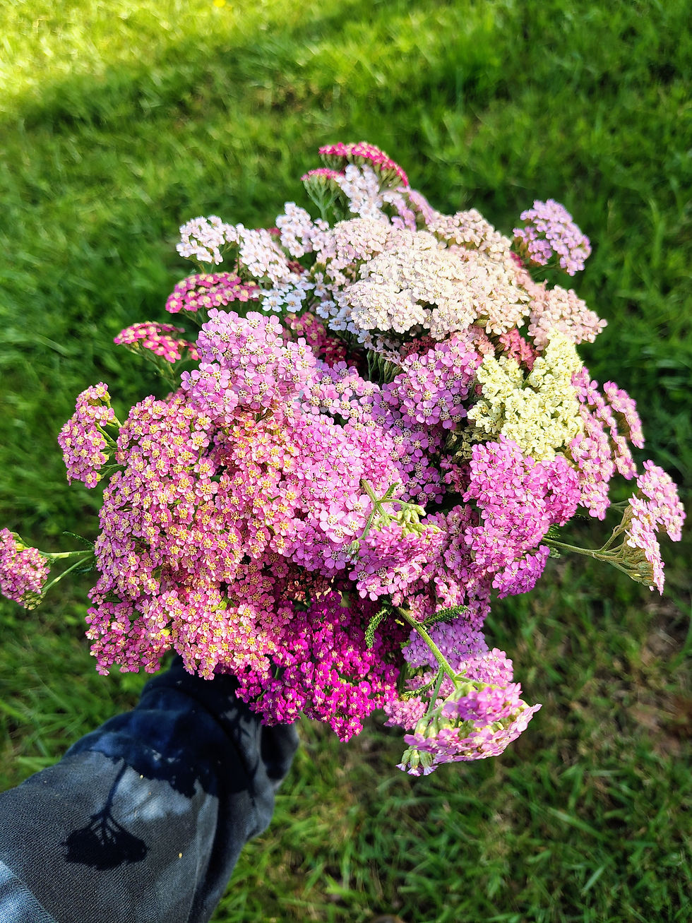 Yarrow