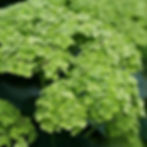 Invincibelle Sublime™ Hydrangea