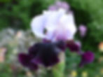 Better Together Tall Bearded Iris