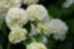 Popcorn Viburnum