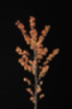 Magical Cresgold Ilex