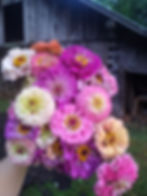 Zinnia