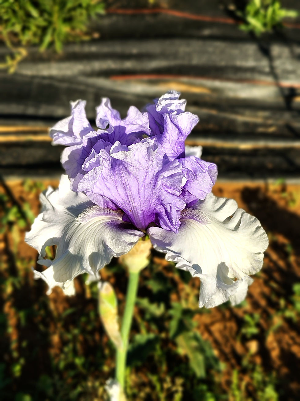 Bearded Iris