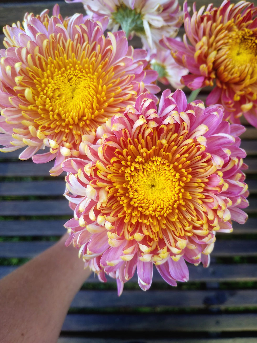 Heirloom Chrysanthemum