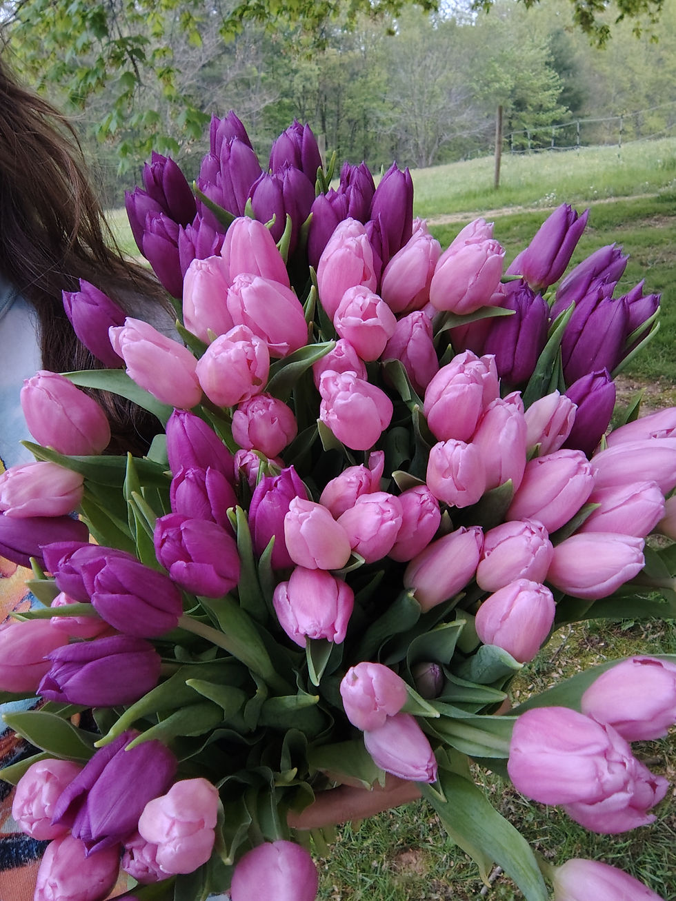 Tulips