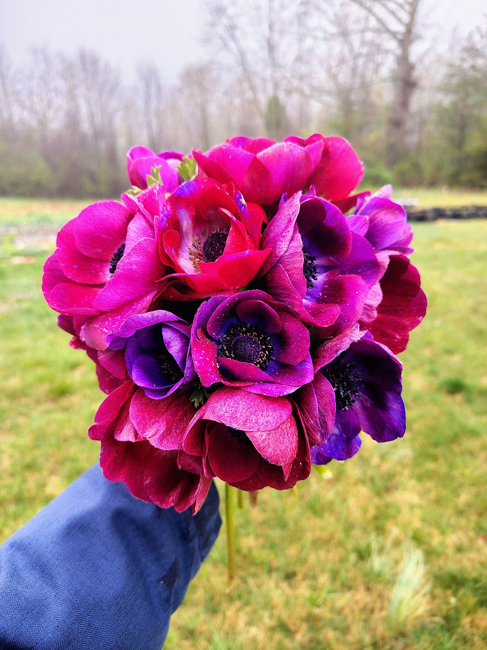 Italian Anemones