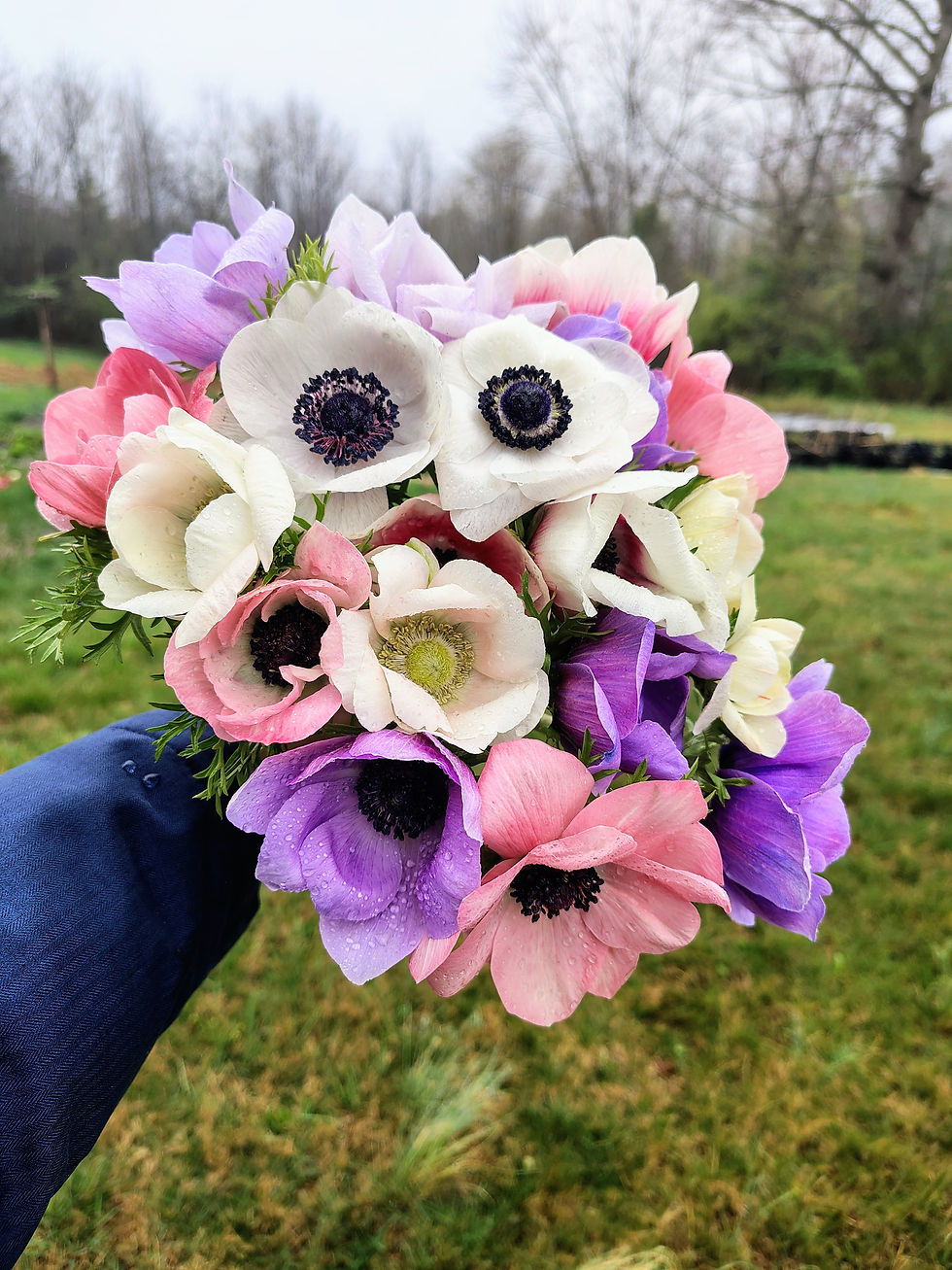 Italian Anemones