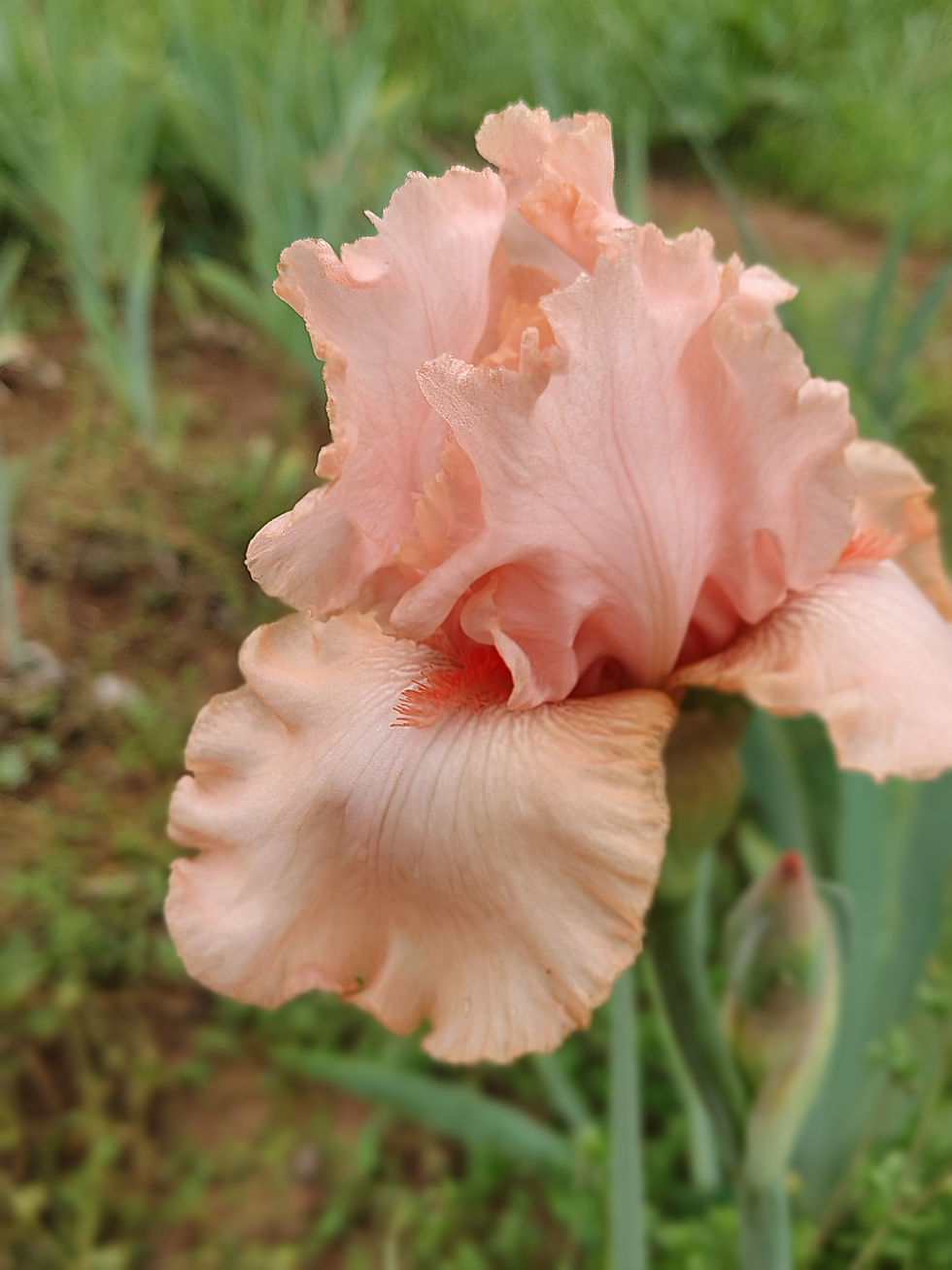 Bearded Iris