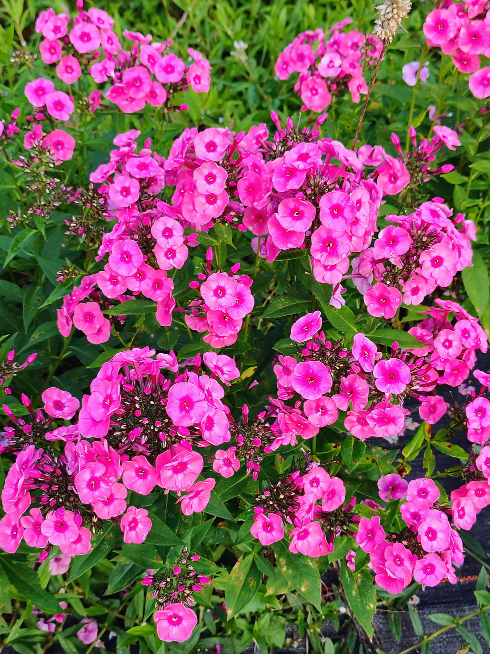 Phlox