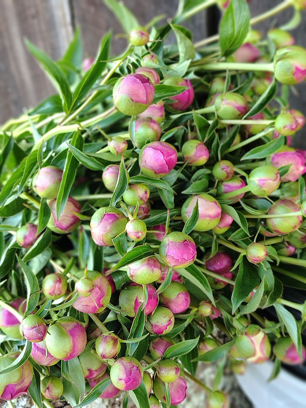 Peony Harvest