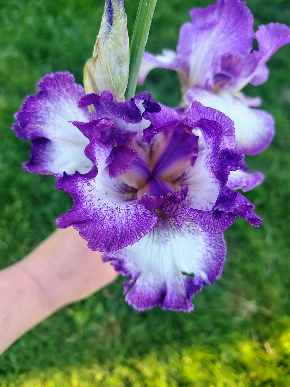 Bearded Iris