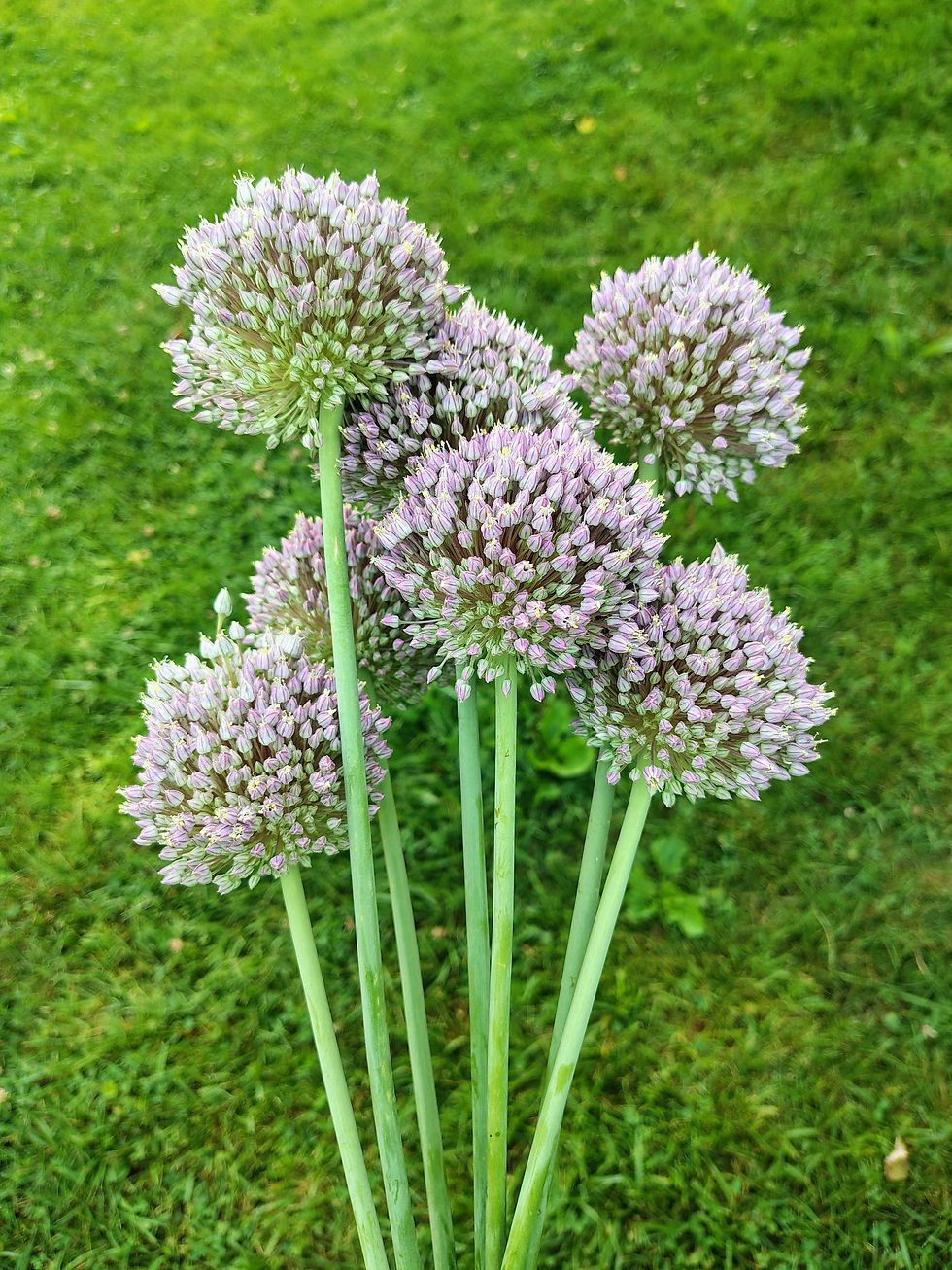 Allium