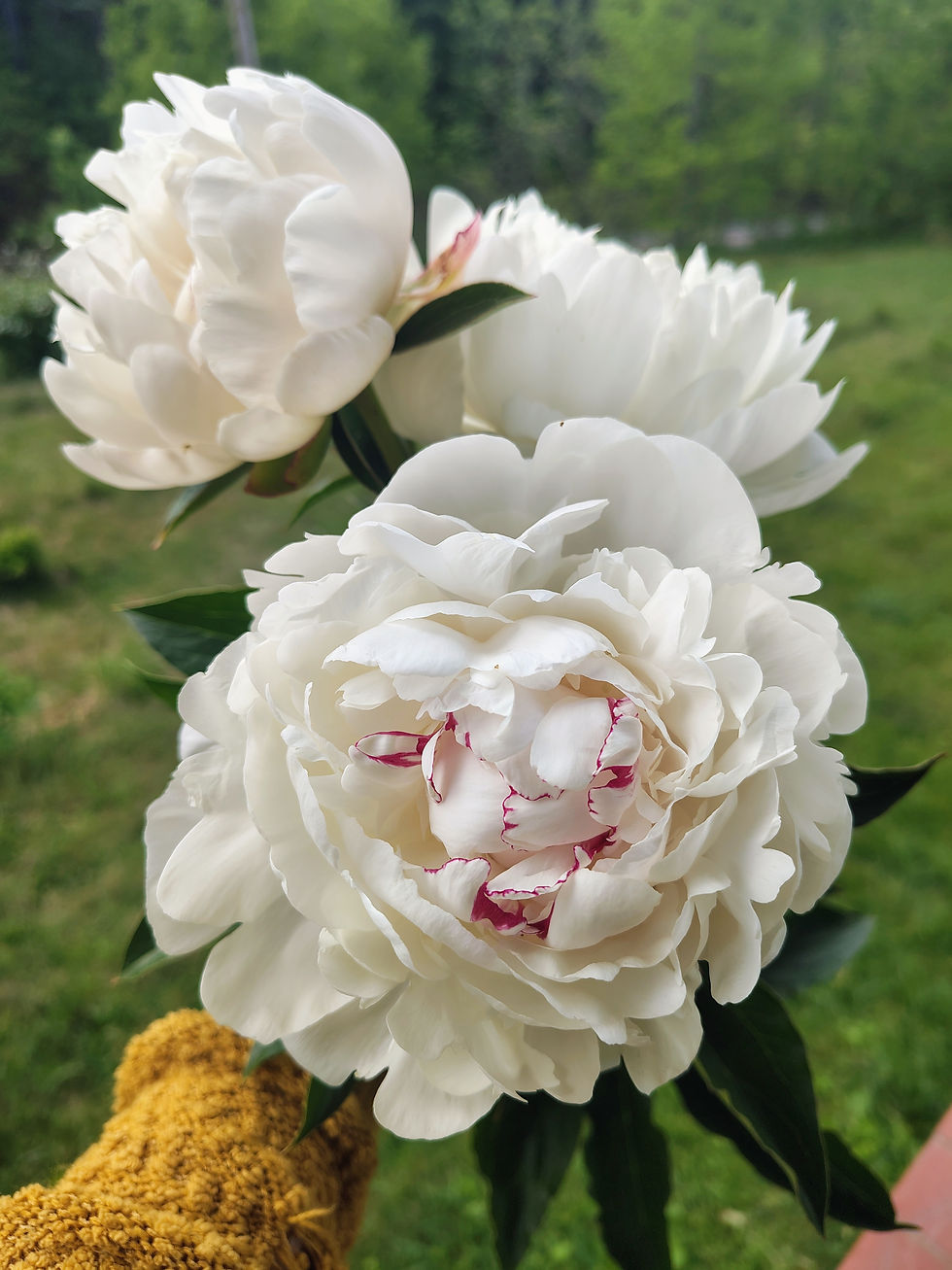 Festiva Maxima Peony