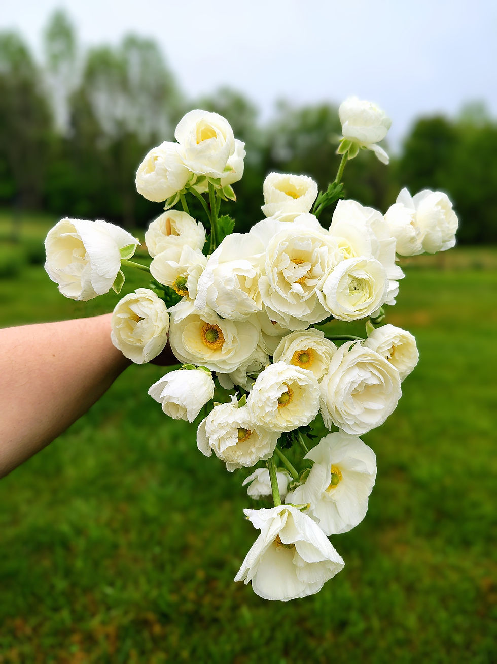 Ranunculus