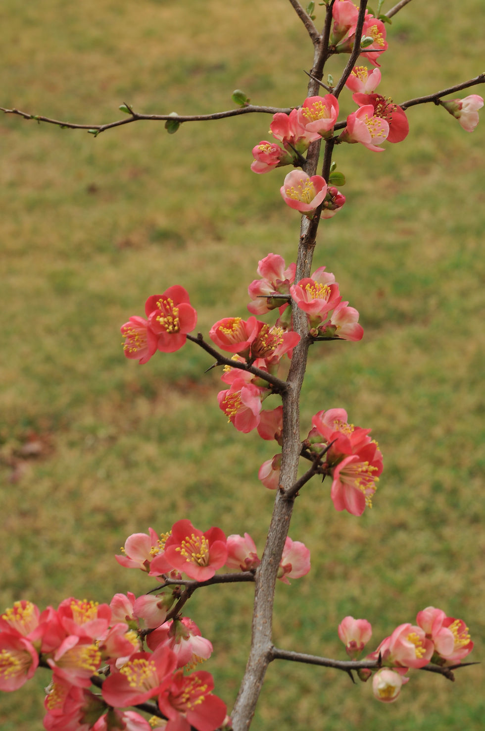 Flowering Quince