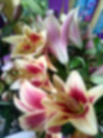 OT Hybrid Lily