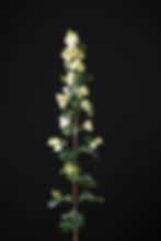 Magical Lemon and Lime Symphoricarpos