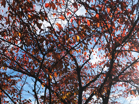 お久しぶりです。