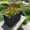 Thumbnail: Lot 28 - Patio Planter - Selling w/ Flowers & Soil