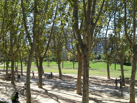 "Yo defiendo este árbol" solicita que la Alameda de plátanos sea declarada bien de interés cultural
