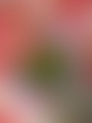 Watermelon Gazpacho- Oil Free!