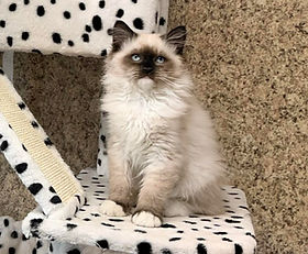 A.1C $1700 RAGDOLL born 10/10/25 to Petunia & Leo is a Seal Point Mitted Male for $3000 + $270 tax. During SALE HOURS he is $1300 off = $1700 + $153 tax.